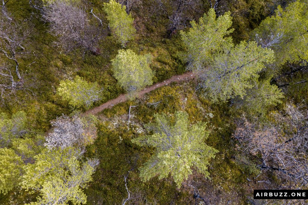 Top-down shot from the local forest. 